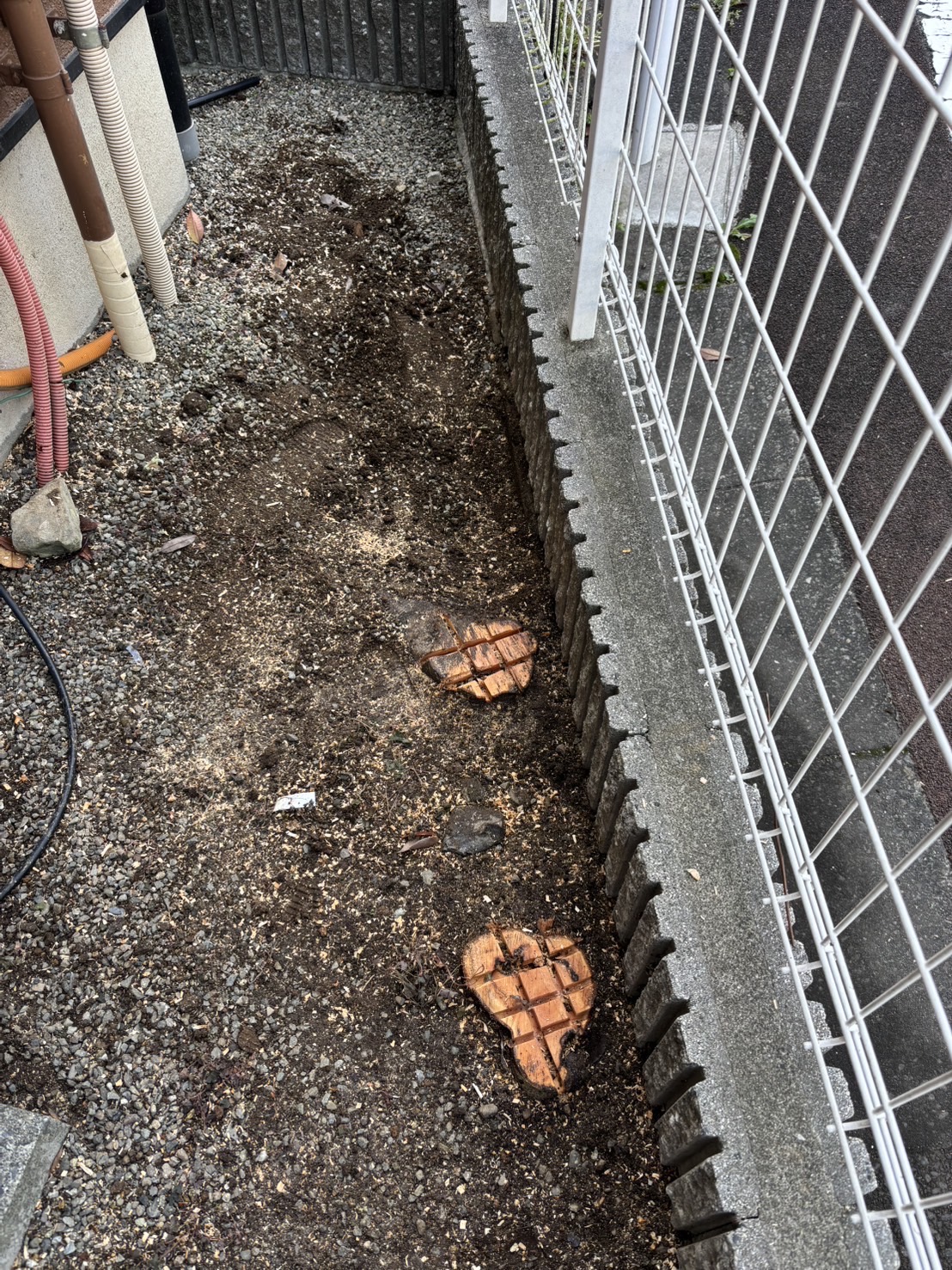 小金井市にて　伐採工事🌳